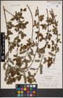 Foto von Salix cinerea subsp. atrocinerea (Brot.) Guinier